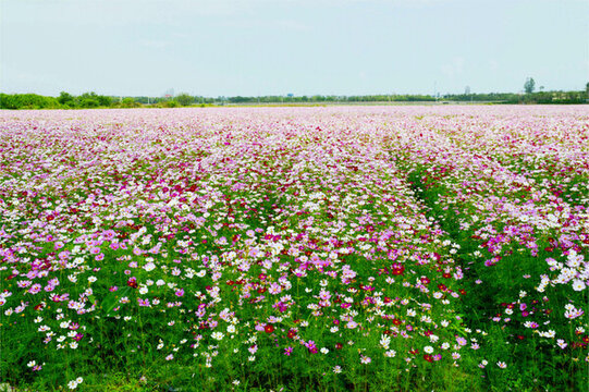 波斯菊花