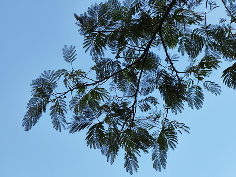 樹枝背景