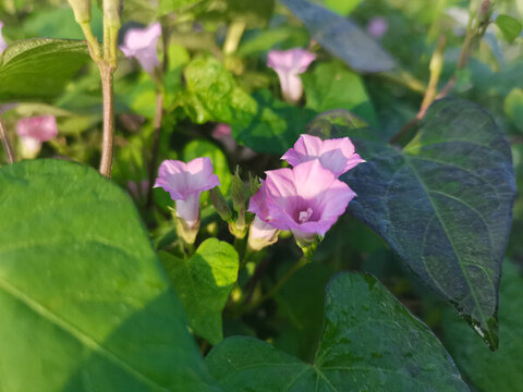 三裂葉薯