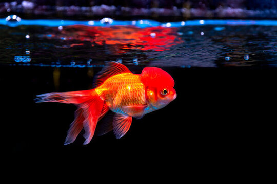 金魚