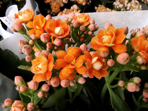 鮮花花卉