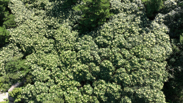 青島城陽三標(biāo)山冬青開花