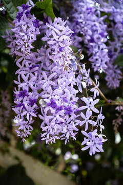 藍(lán)花藤