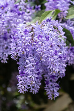 藍(lán)花藤
