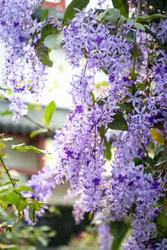 藍(lán)花藤