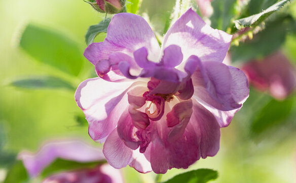 薔薇