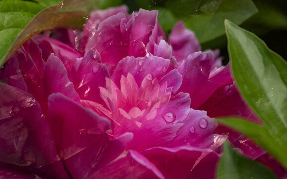 薔薇花