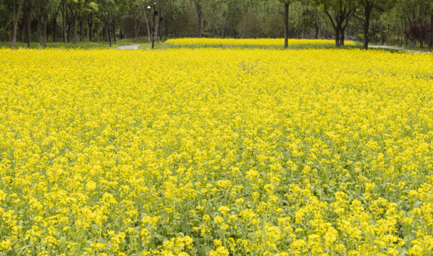 北塢公園油菜花