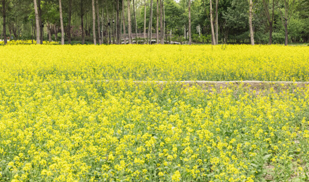 北塢公園油菜花