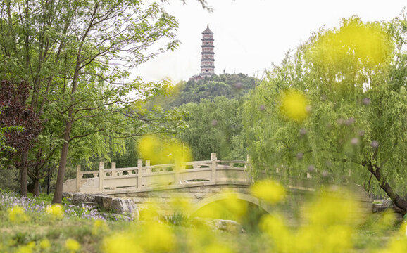 玉泉山油菜花