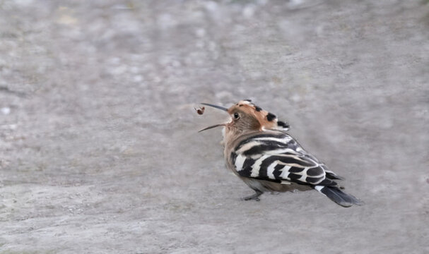 戴勝鳥
