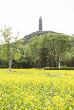 玉泉山油菜花