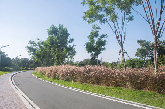 園林草叢小路