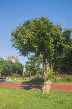公園里的龍眼樹