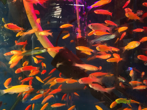 觀賞金魚