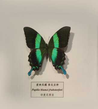 蝴蝶標(biāo)本科普