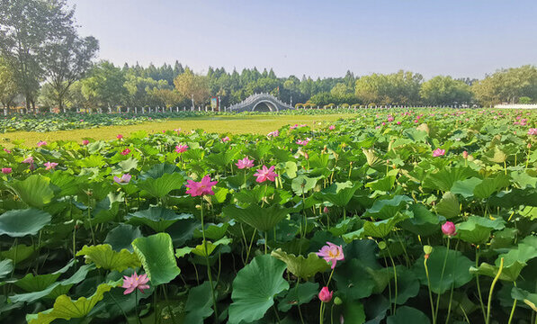 公園荷花