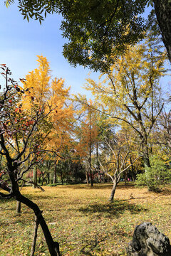 小樹林