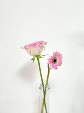 玫瑰與非洲菊