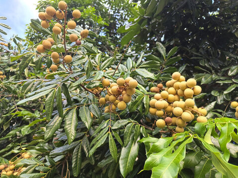 果實(shí)桂圓