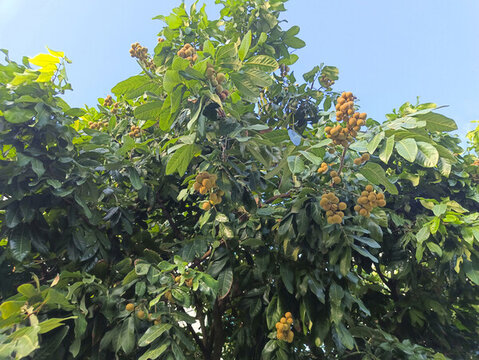 枝頭桂圓