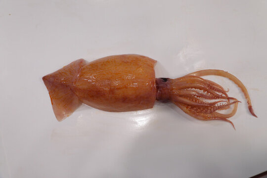 魷魚