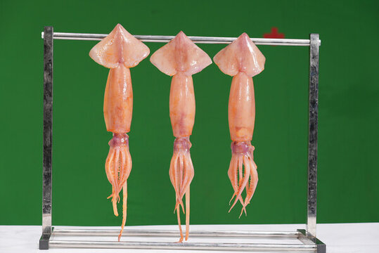 魷魚