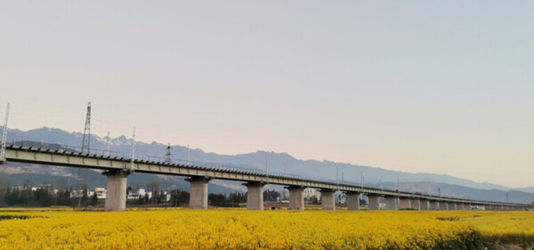 油菜花高鐵