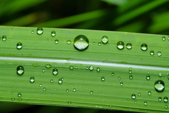 綠葉上雨滴的特寫(xiě)鏡頭