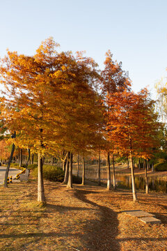 昆承湖紅杉