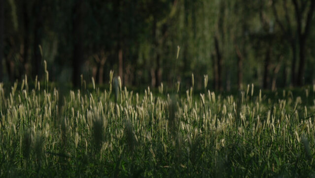 狗尾巴草
