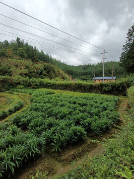 生姜種植