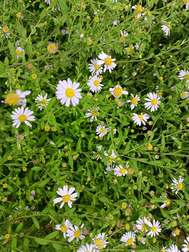 野生雛菊