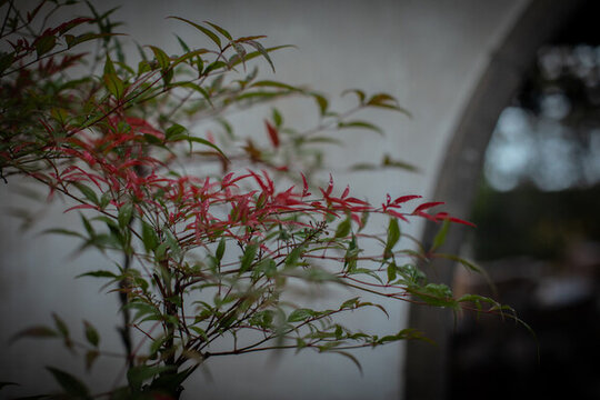 藕園