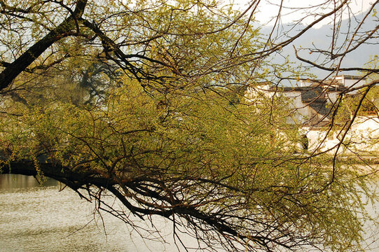 宏村西遞旅游風(fēng)景圖