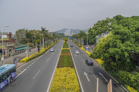 廈門環(huán)島南路公路大王椰子樹