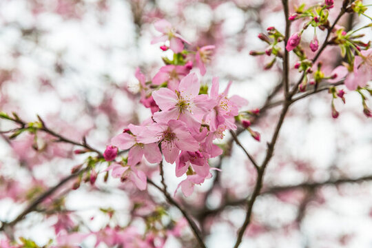 櫻花