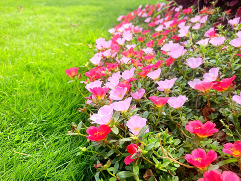 鮮花