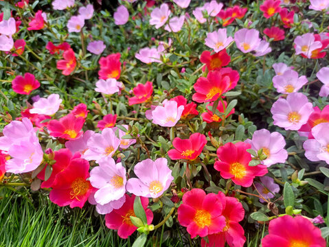 太陽花
