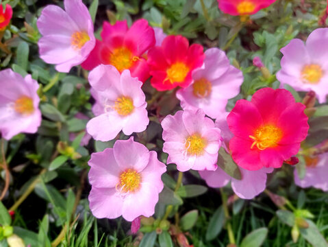 太陽花
