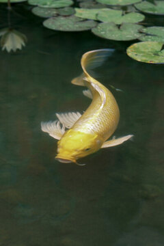 鯉魚