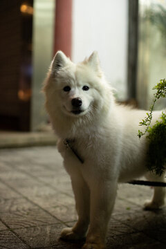 薩摩耶犬
