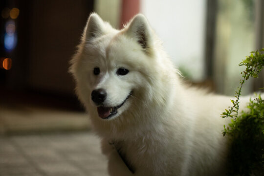 薩摩耶犬
