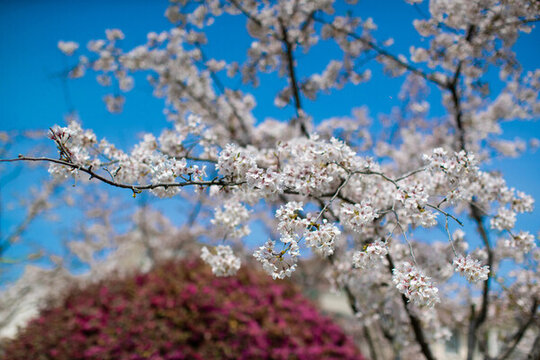春日櫻花