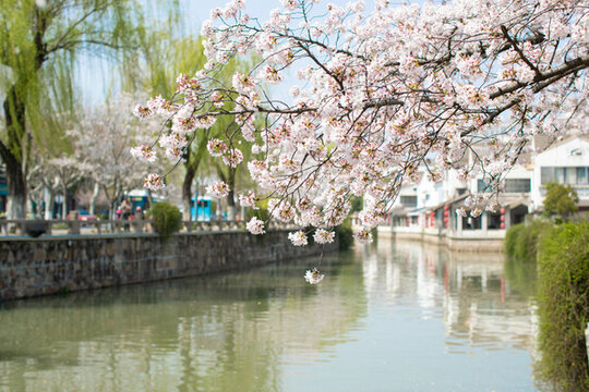 櫻花