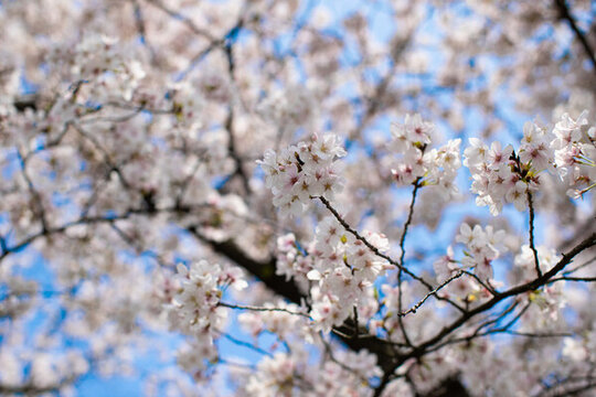 櫻花