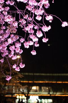 夜景櫻花