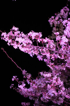 夜景櫻花