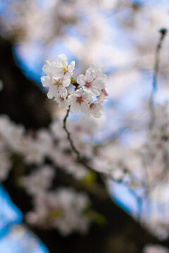 虞城櫻花