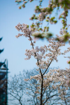 櫻花